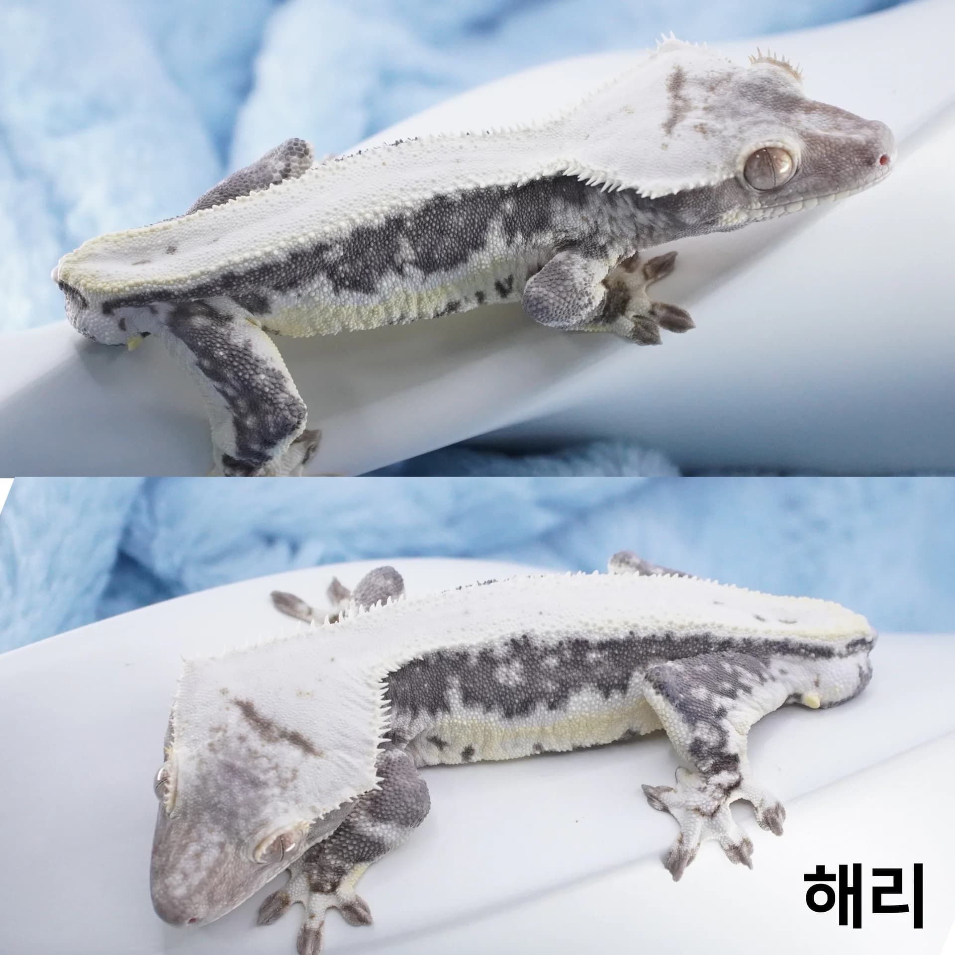 해리