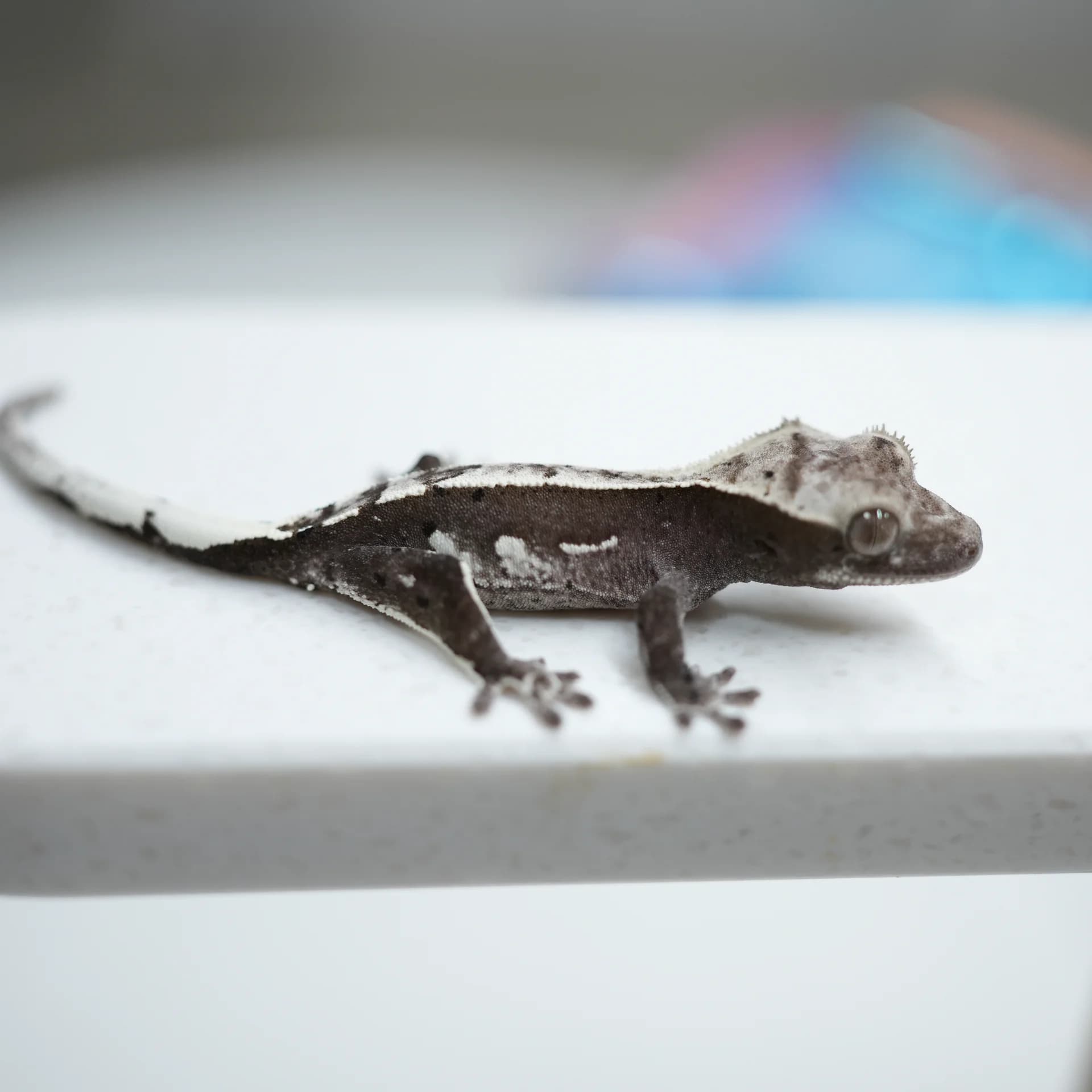 아잔틱