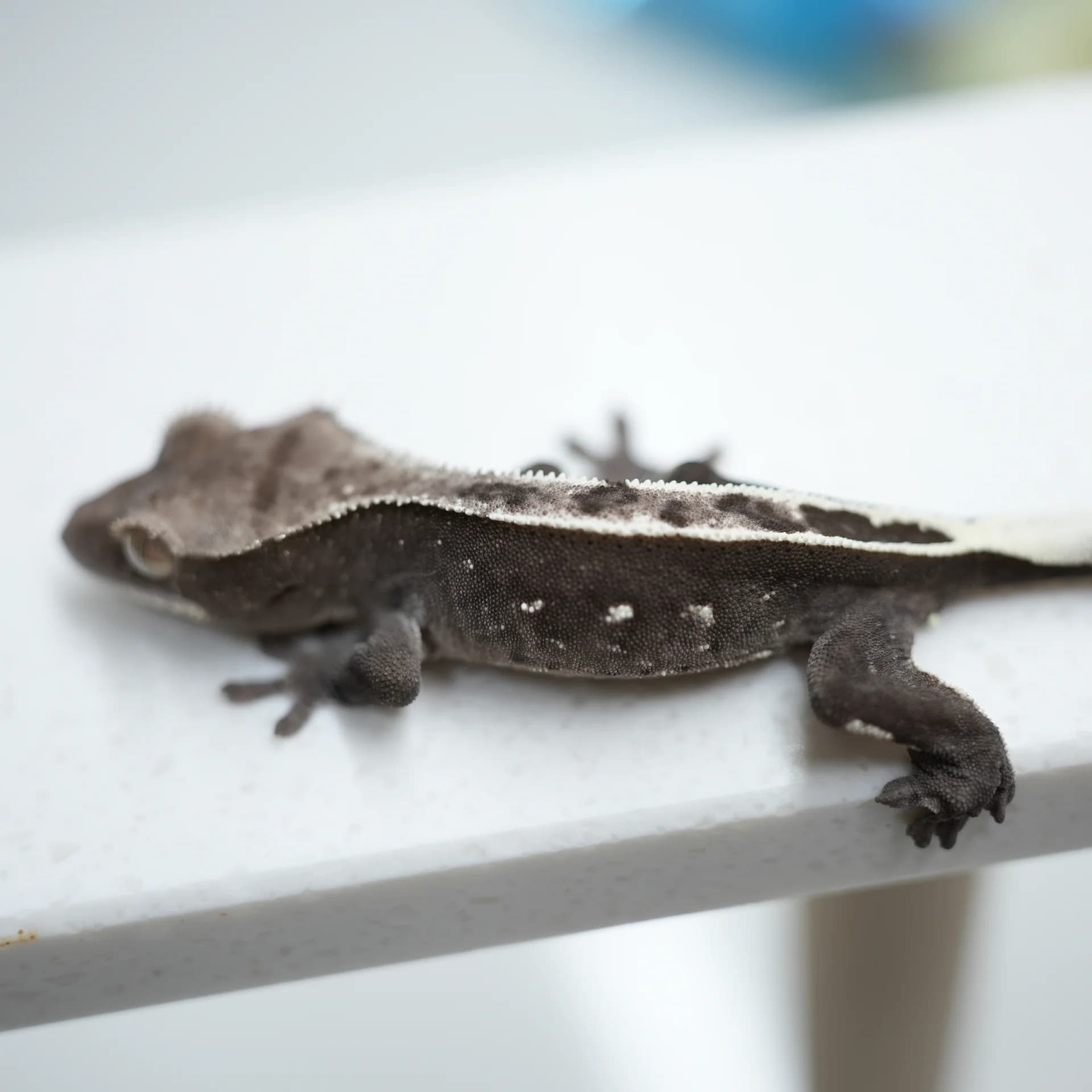아잔틱