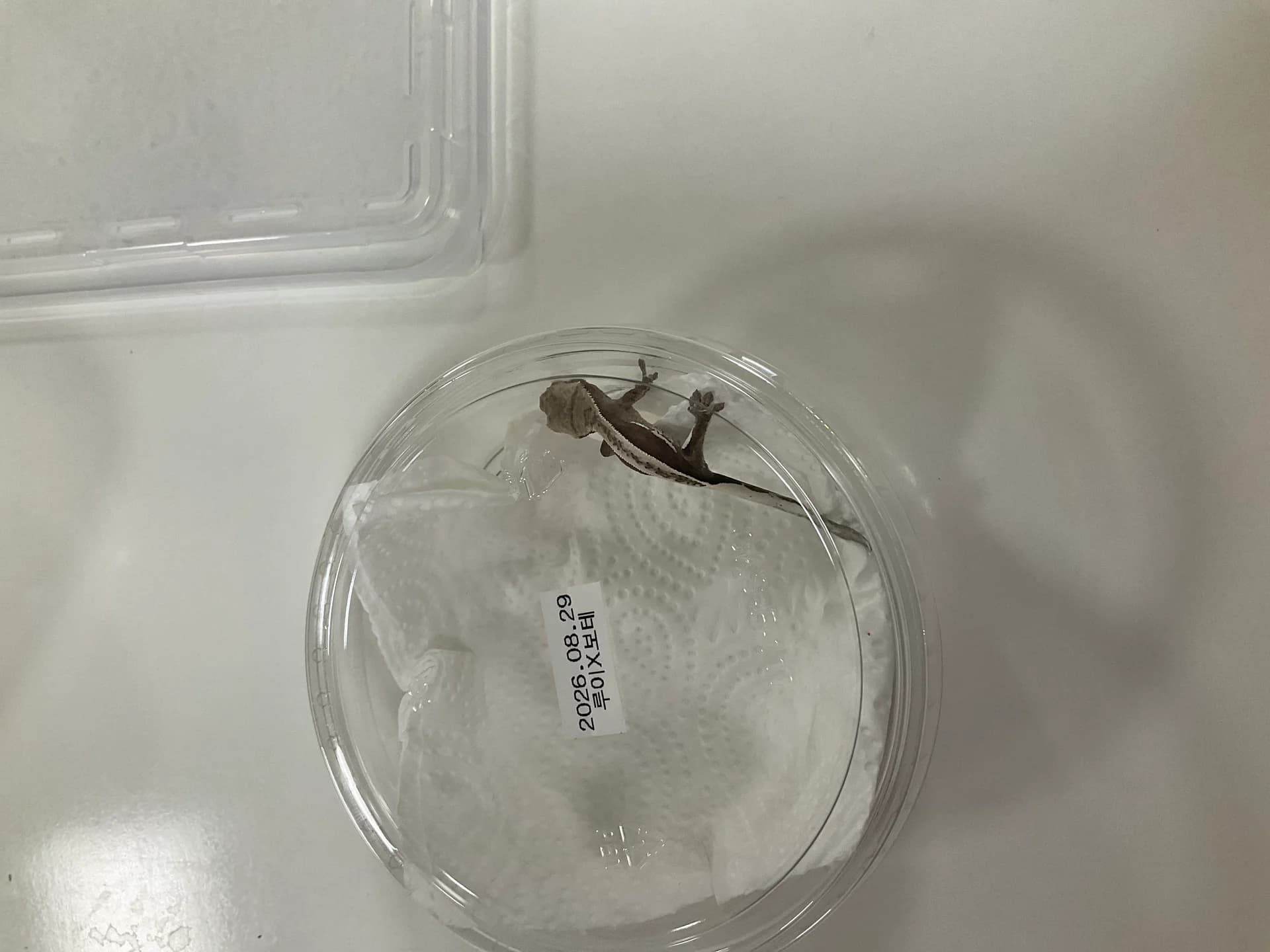 아잔틱