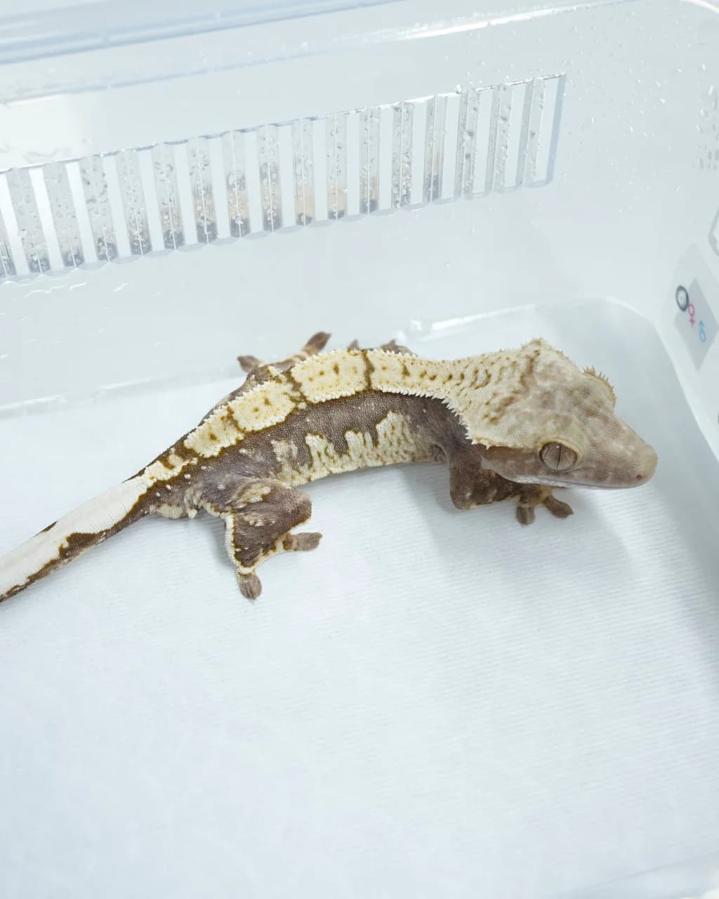 헷아잔틱